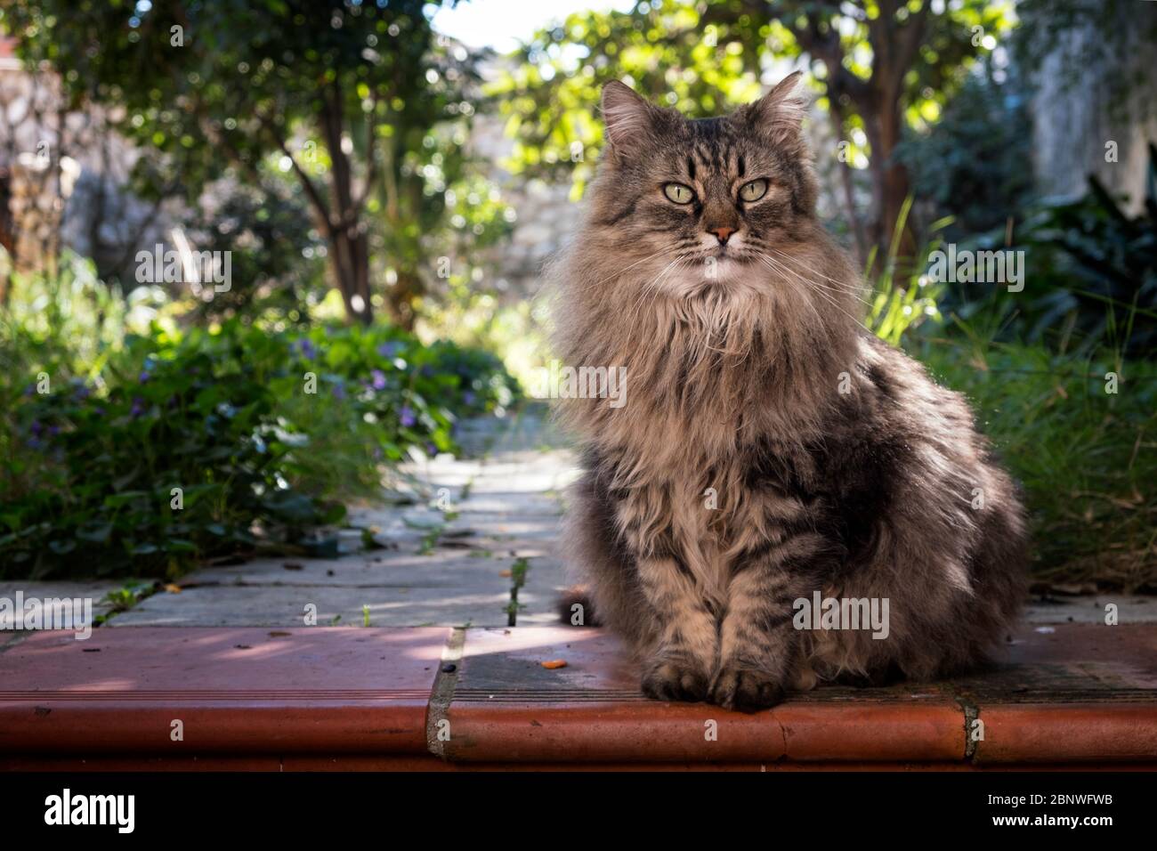 House cat long haired tabby portrait hires stock photography and