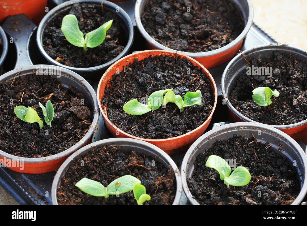 Growing young and green pumpkin seedlings in pots. Gardening background  Stock Photo - Alamy