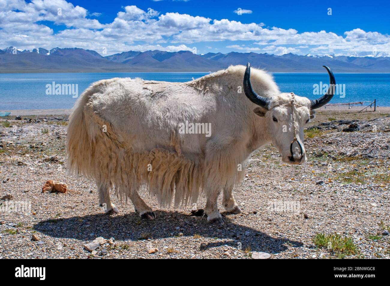 White yak in Namtso lake or Nam tso lake in Tibet China. Nam Tso Lake is the second largest lake in Tibet, and one of the most famous places on the 'R Stock Photo