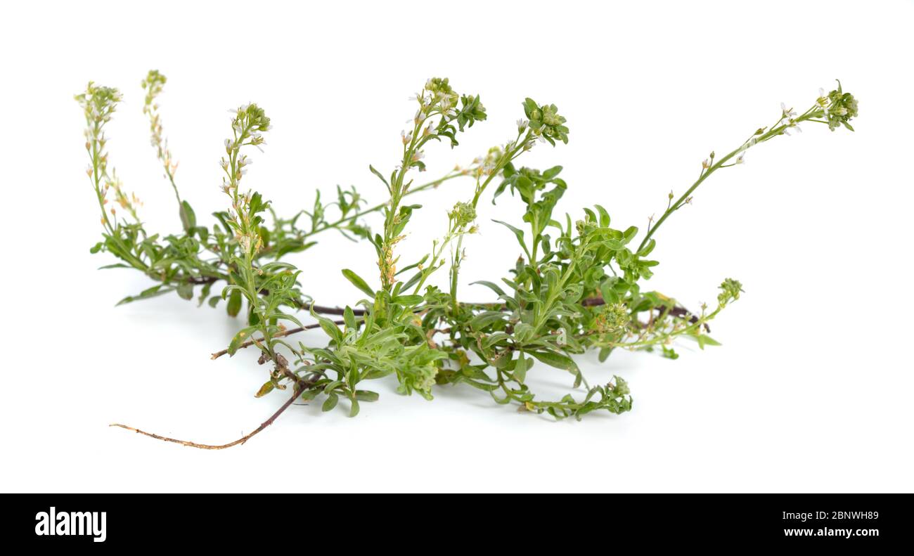 Terra Frill Top White Alyssum