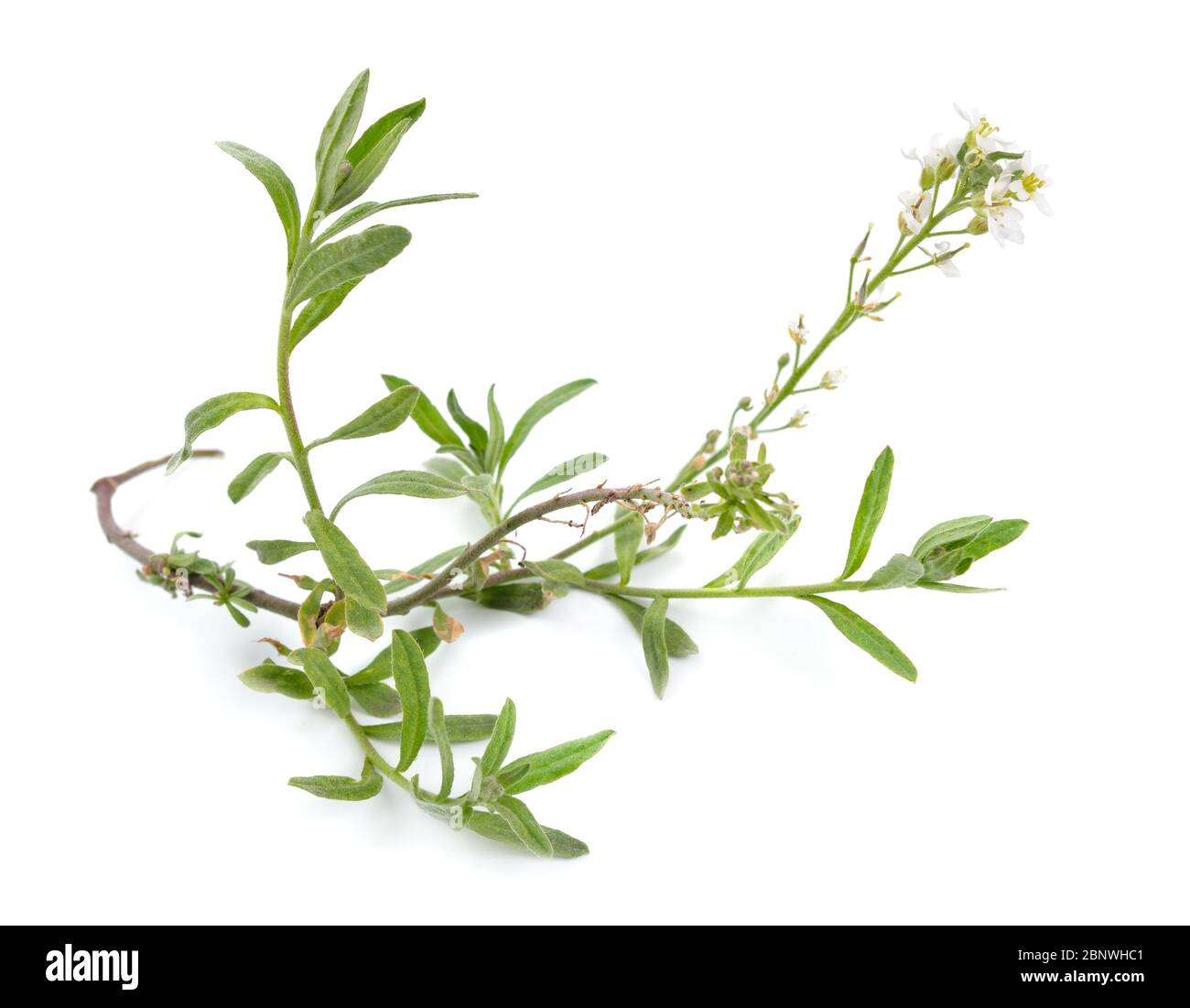 Alyssum with white flowers isolated on white background Stock Photo - Alamy
