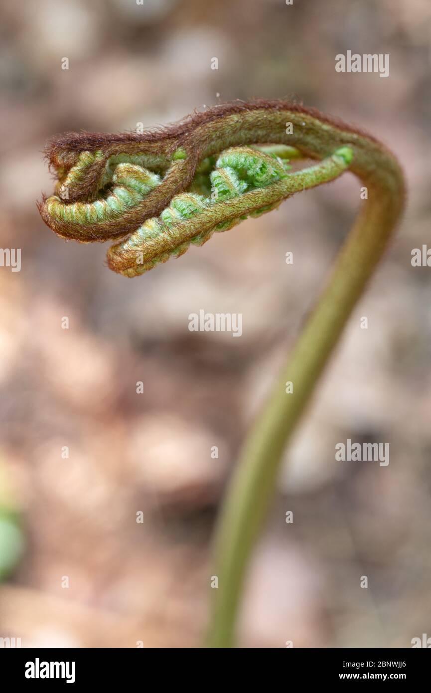 Immature ferns called Fiddleheads. They look like little monsters and are edible. Stock Photo