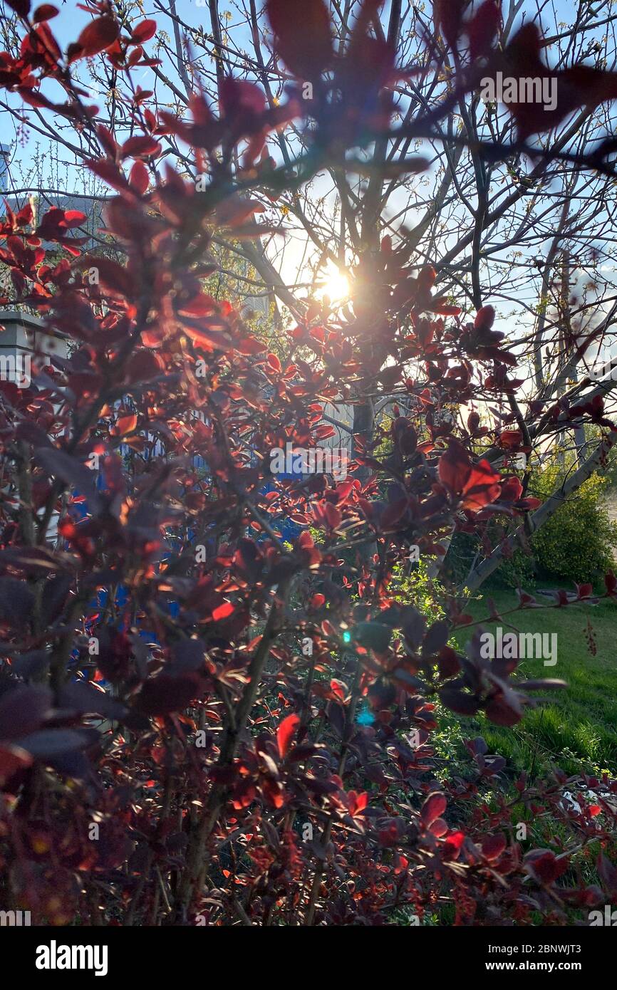 Sun rays break through trees hi-res stock photography and images - Alamy