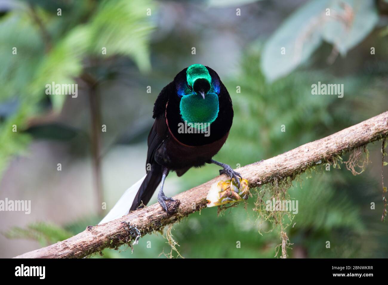 Beautiful Bird-of-paradise of New Guinea with long tail and beak aeting tropical fruit. Stock Photo