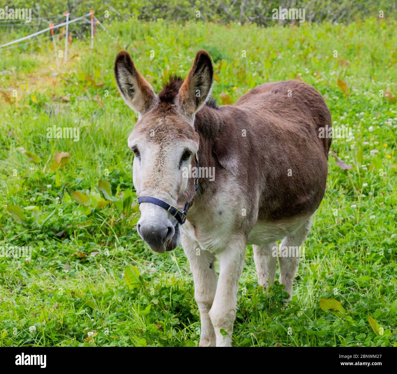 Donkey standing in a field of clover Stock Photo