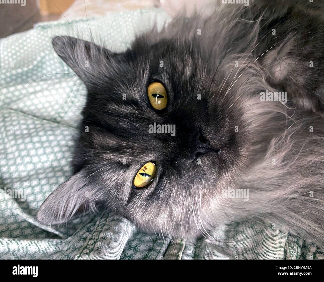 British longhair cat garden hi-res stock photography and images - Alamy