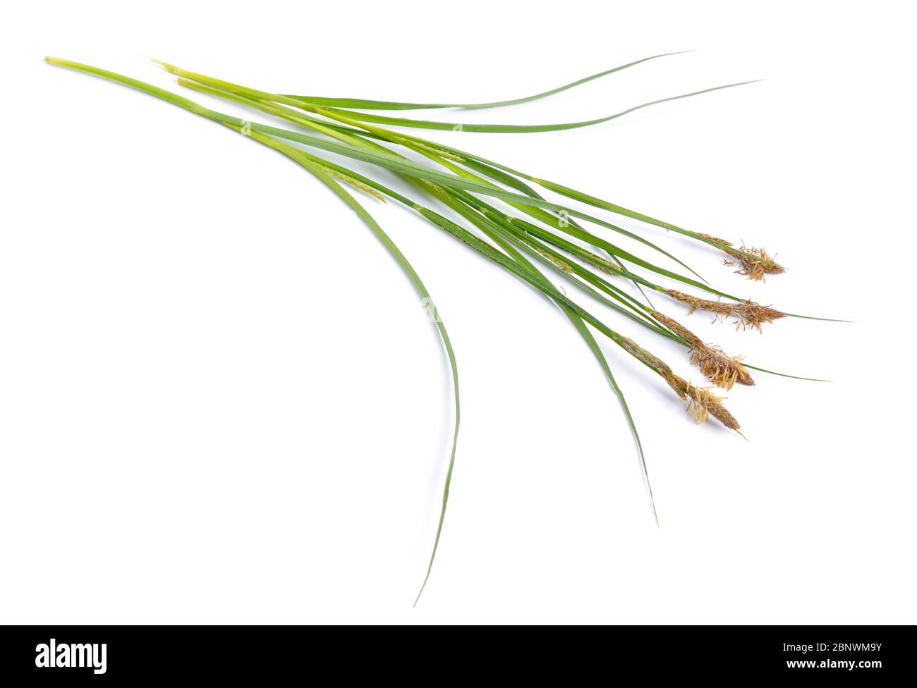Carex or true sedges, caricology. Isolated on white background Stock Photo