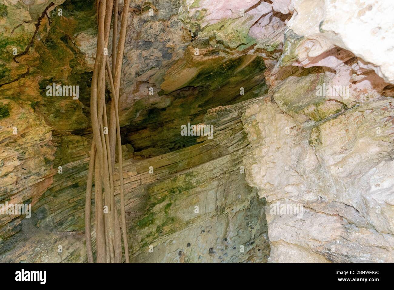 Cave in middle of the forest and a tree on the right side Stock Photo -  Alamy