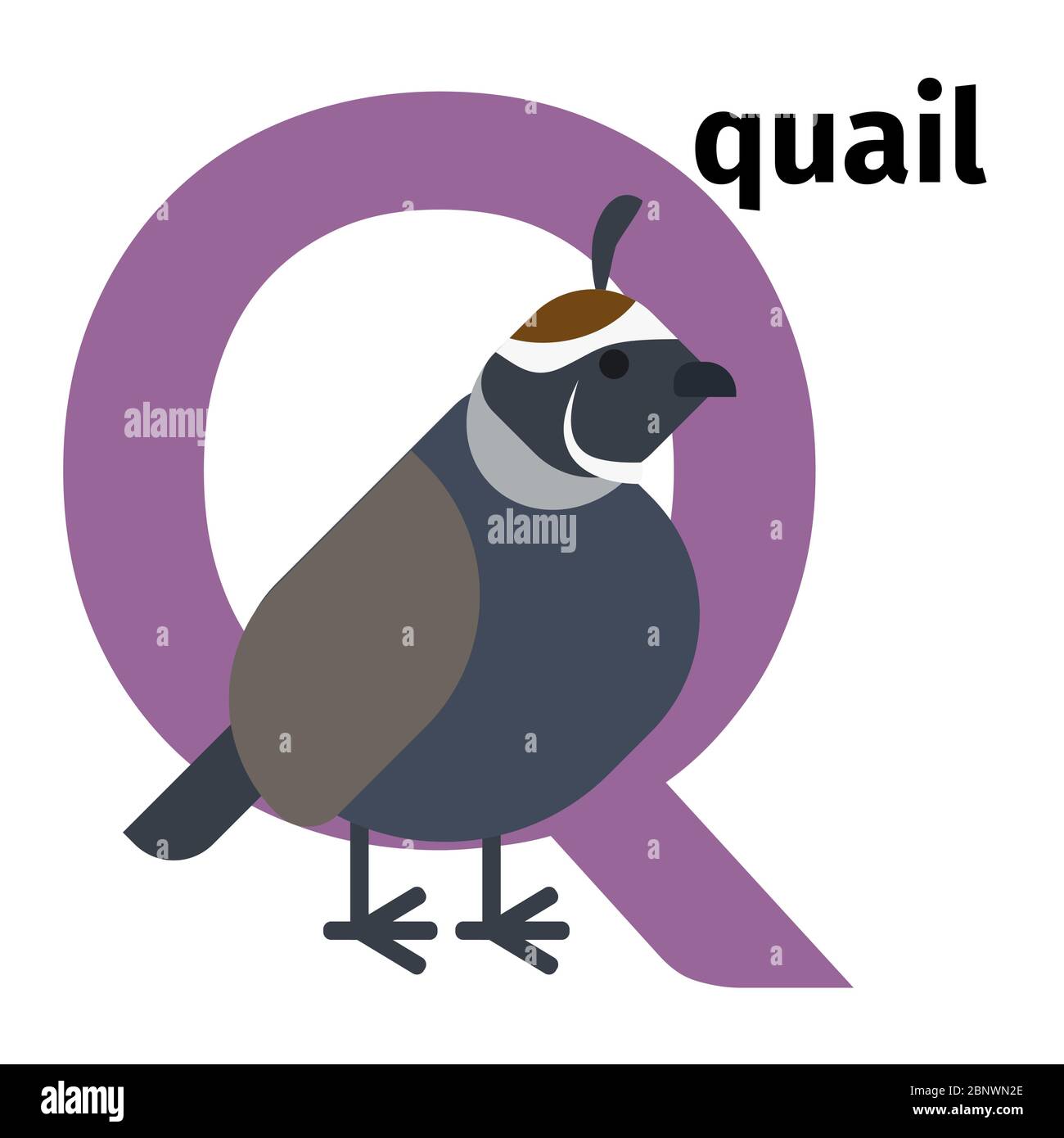 English animals zoo alphabet with letter Q. Quail vector illustration Stock  Vector Image & Art - Alamy