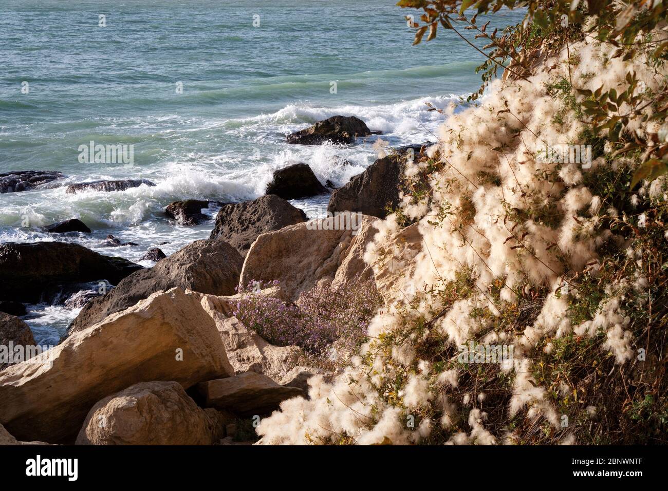 Autumn coast of the Caspian Sea. A plant covered with fluff on the seashore. Rocky seashore. Kazakhstan Mangistau region. 09 September 2019 year. Stock Photo