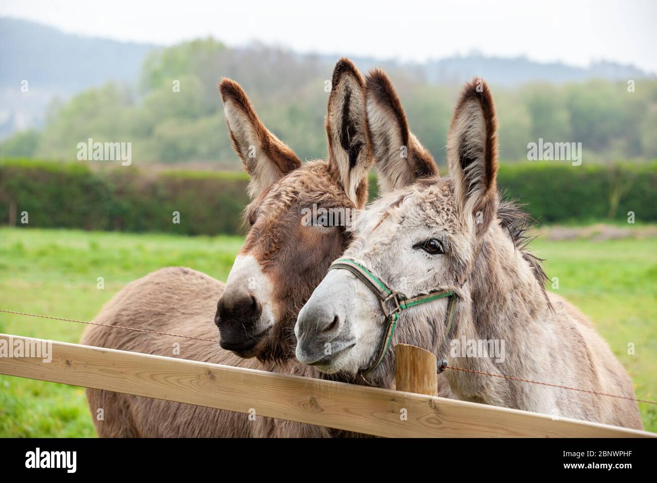 Family of donkeys outdoors in spring. Couple of donkeys on the meadow Stock Photo