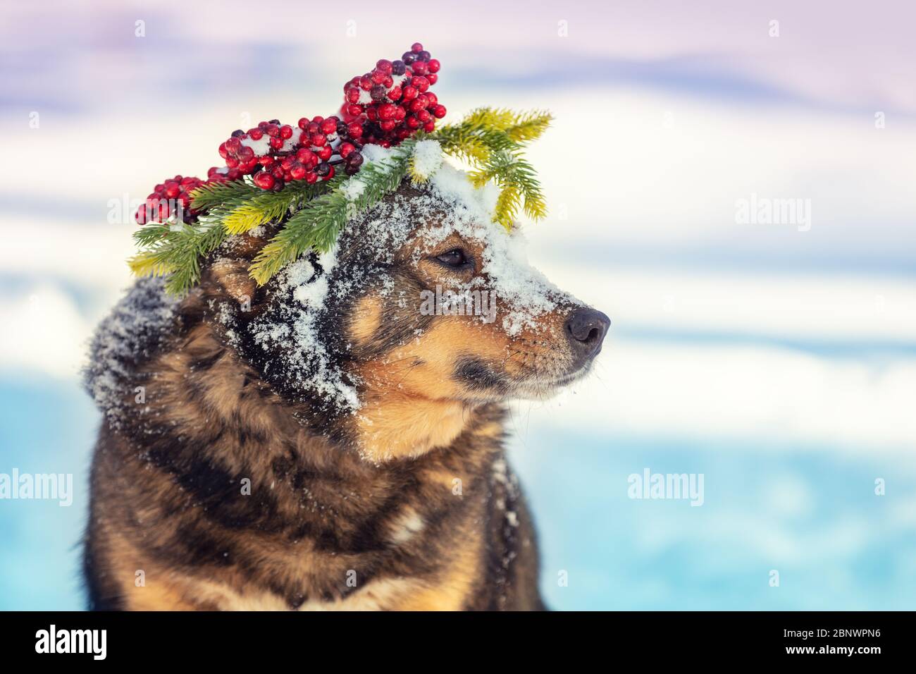 Portrait of a dog outdoors in winter. The dog in a Christmas wreath. Stock Photo