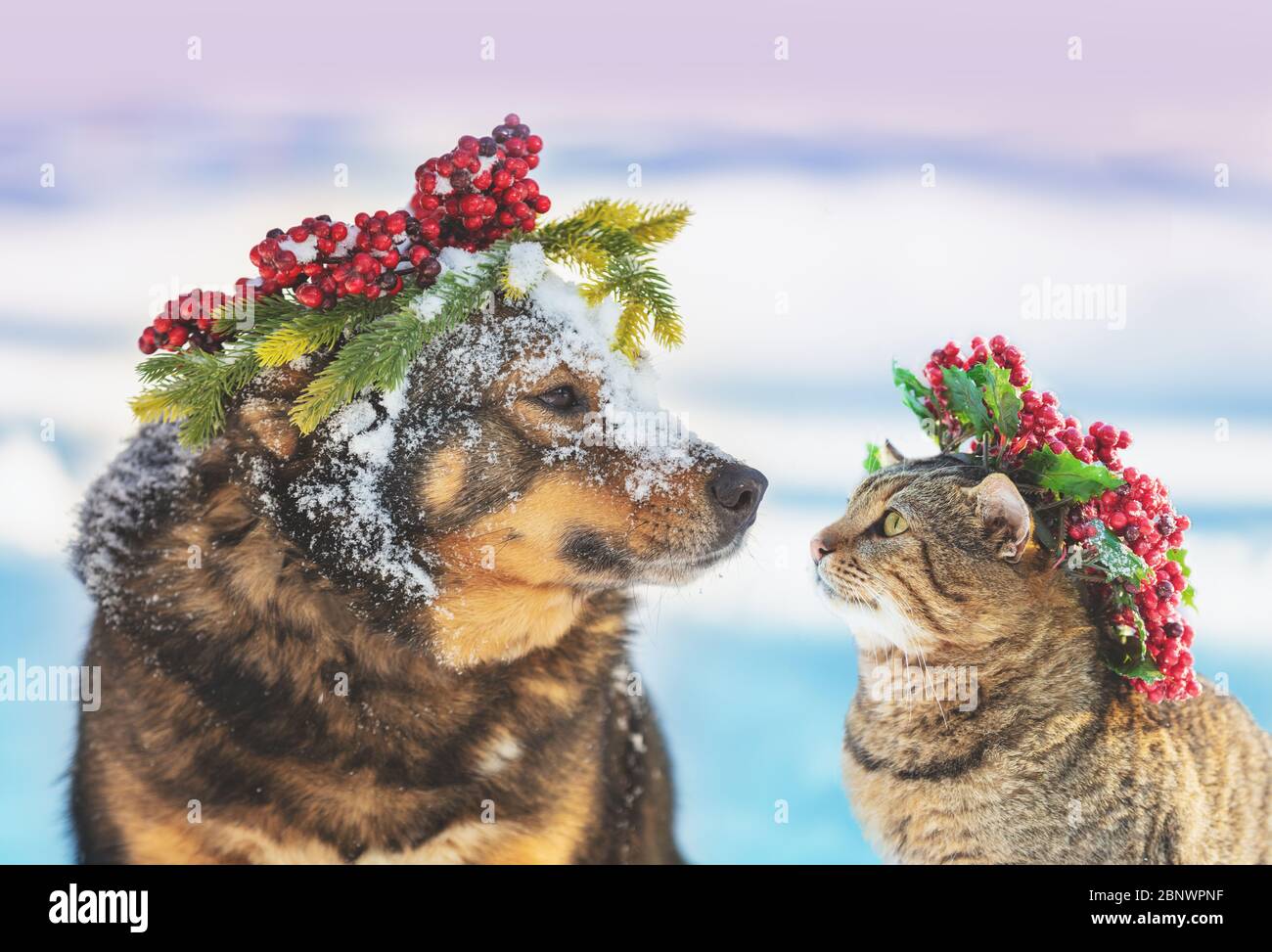 Funny dog and cat with Christmas wreath sitting together outdoors on the snow in winter. Christmas scene Stock Photo