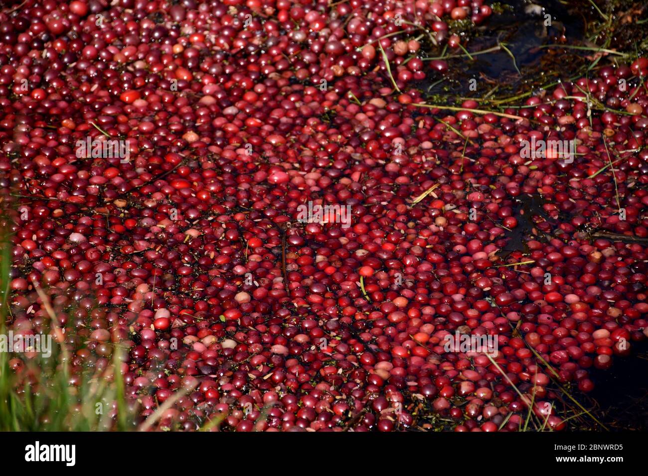 Beautiful red cranberries floating in water beside a bog Stock Photo