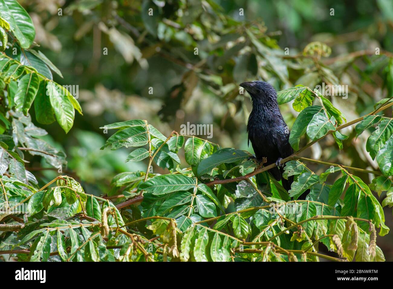 Ani negro hires stock photography and