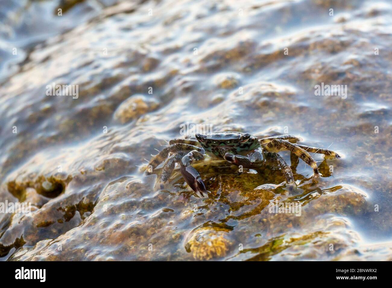 Baby crabs waiting on rock in Bozcaada, Canakkale, Turkey. Stock Photo