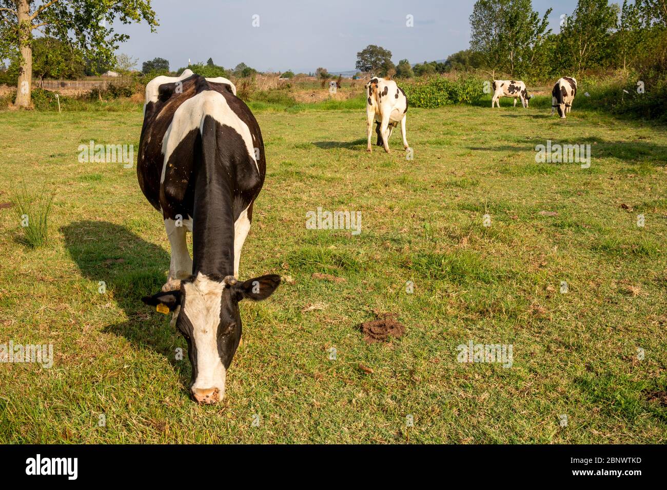 Cows grazing in the meadow. Stock Photo