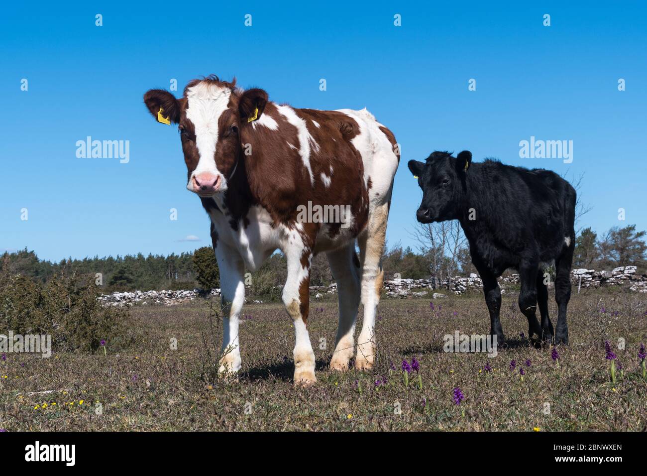 Young cows in a grassland in the world heritage at southern Oland in Sweden Stock Photo