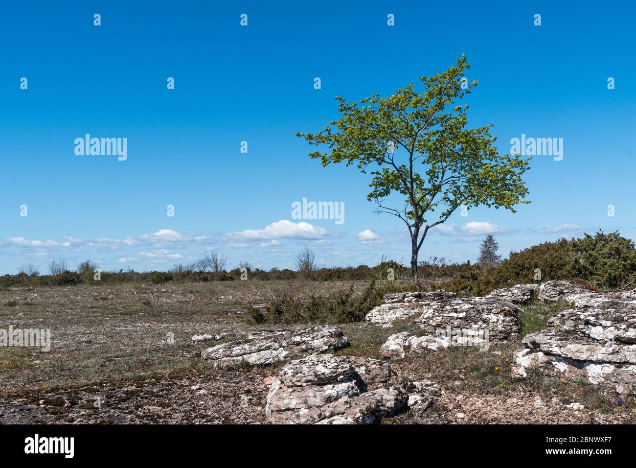 Lone green tree in a barren landscape in the world hertitage site of southern Oland in Sweden Stock Photo