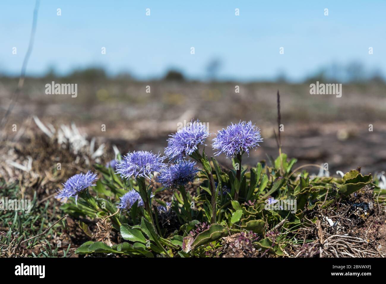 Blossom Globularia vulgaris plant in the world heritage site of southern Oland in Sweden Stock Photo