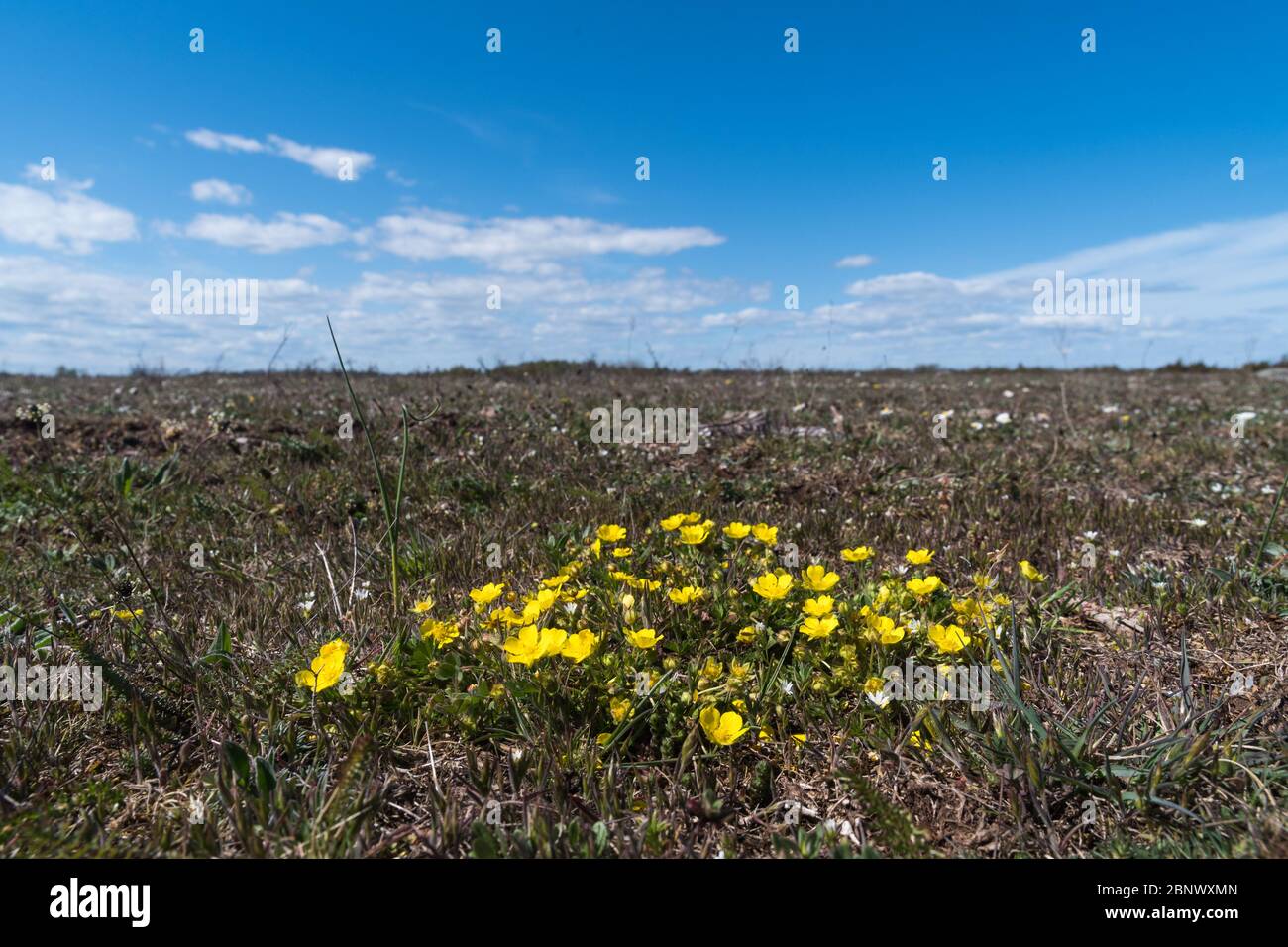 Hoary rockrose, Helianthemum oelandicum, in a barren landscape in the world heritage site of southern Oland in Sweden Stock Photo