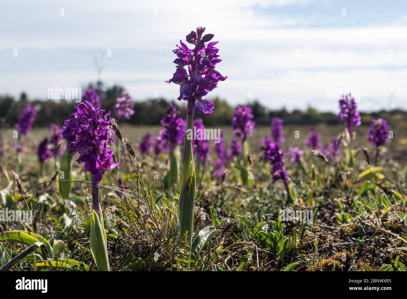 Blossom Early Purple Orchids close up in a grassland in the world heritage site of southern Oland in Sweden Stock Photo