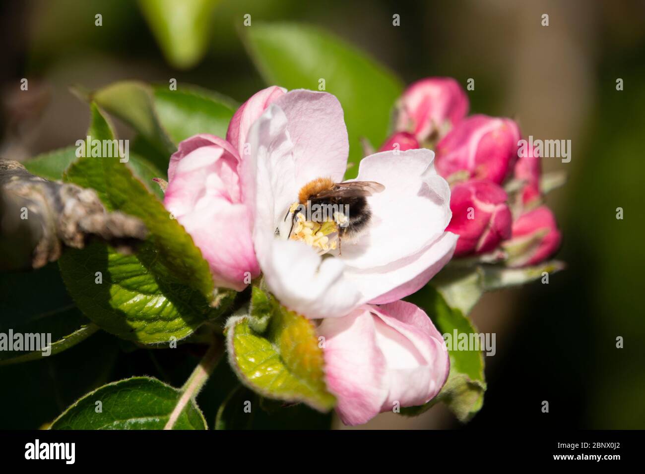 Opened apple blossom with Tree Bumble bee collecting nectar in spring Stock Photo