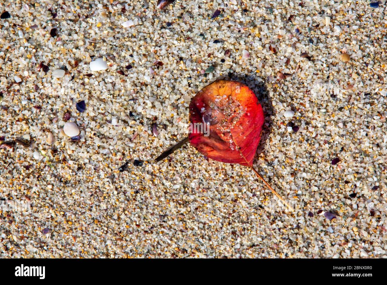 Yellowed red leaf and fallen into the sand of the beach. Stock Photo