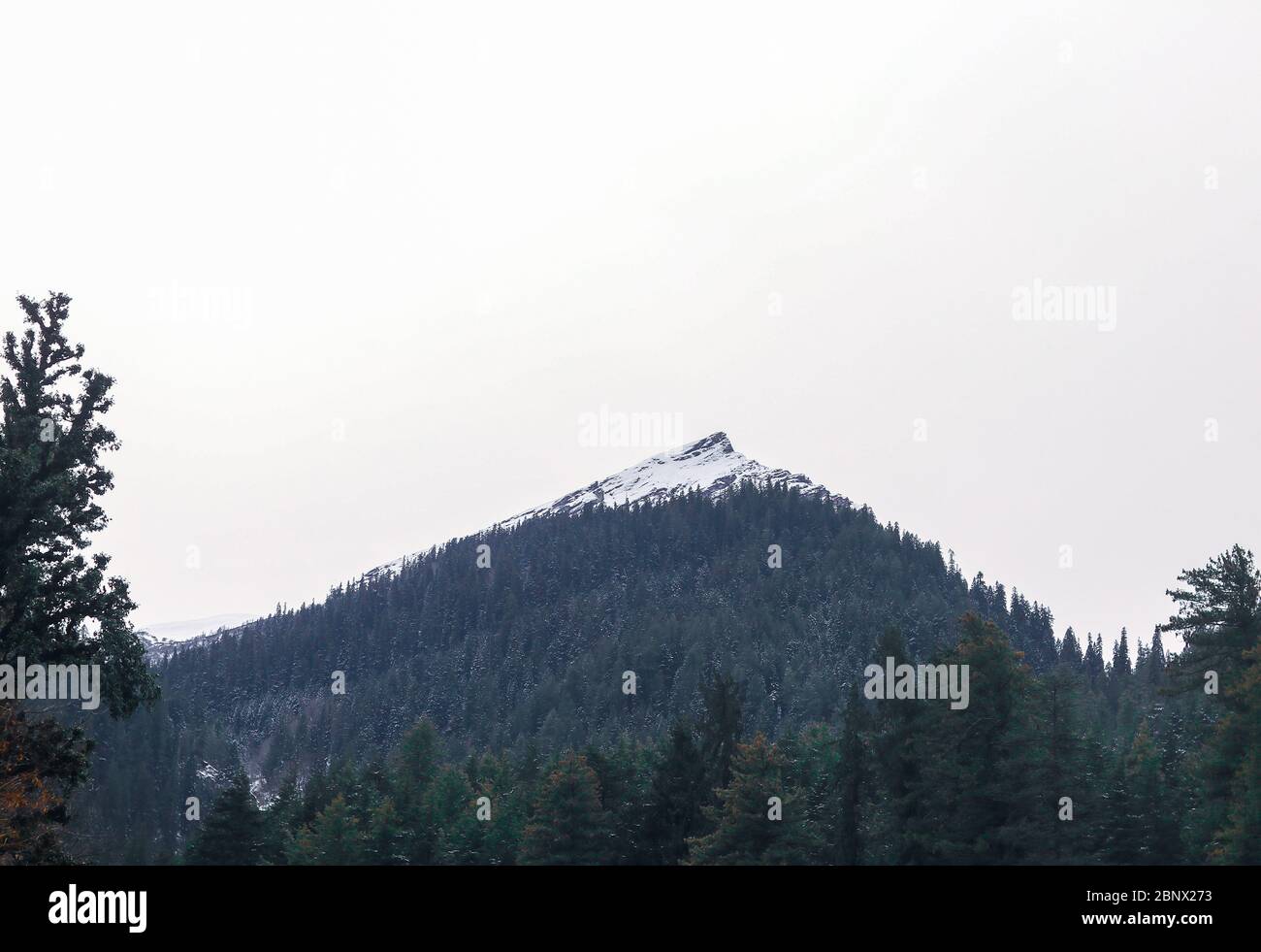 A snow covered isolated mountain with pine trees (deodar trees) covered with fresh snow in a bad weather, white overcast sky, 5K Stock Photo