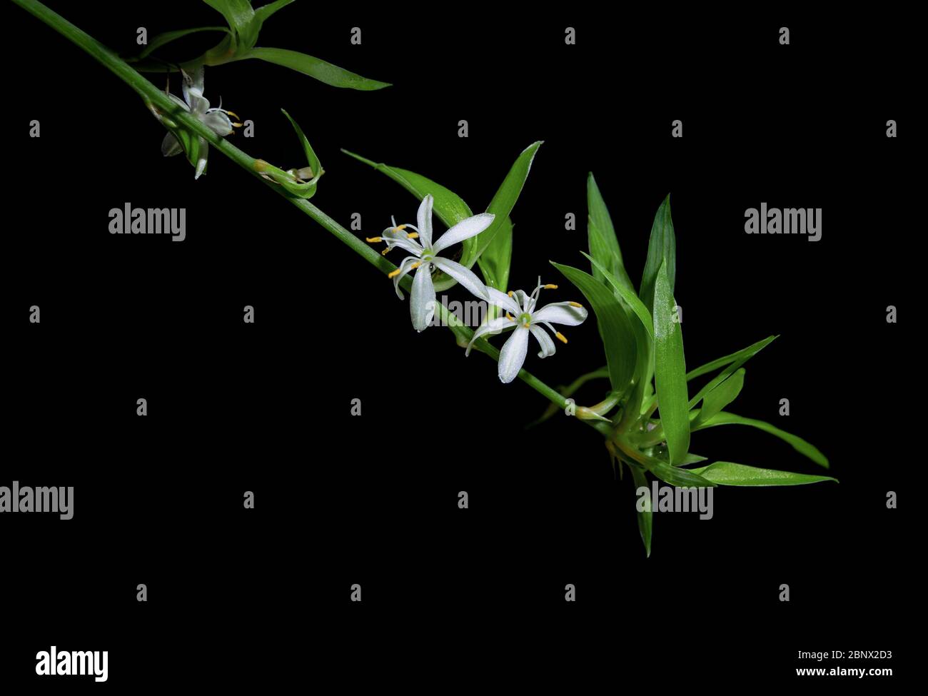Two white chlorophytum comosum flowers in a long branched inflorescence. Each flower has six three-veined tepals. All on black background Stock Photo
