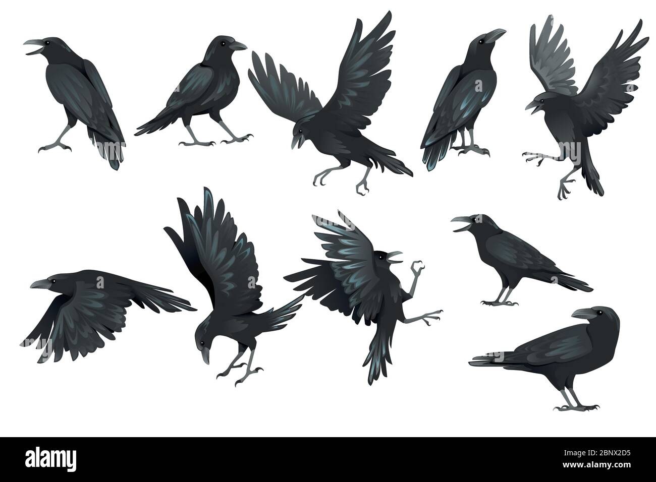 Set of black raven bird in different poses cartoon crow design flat vector animal illustration isolated on white background Stock Vector