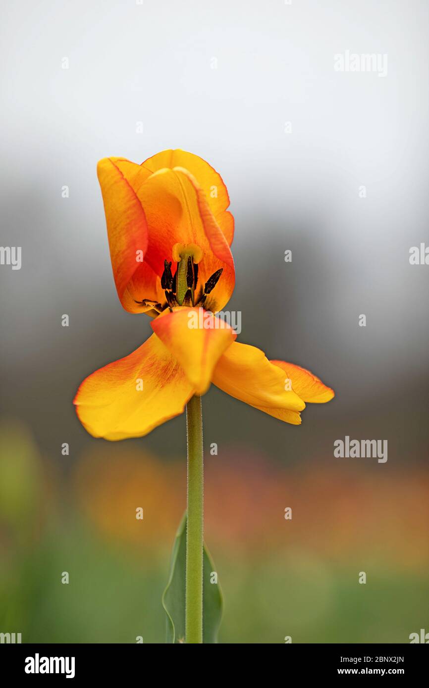 yellow red colored petals, view on stigma and stamen, blurred background Stock Photo