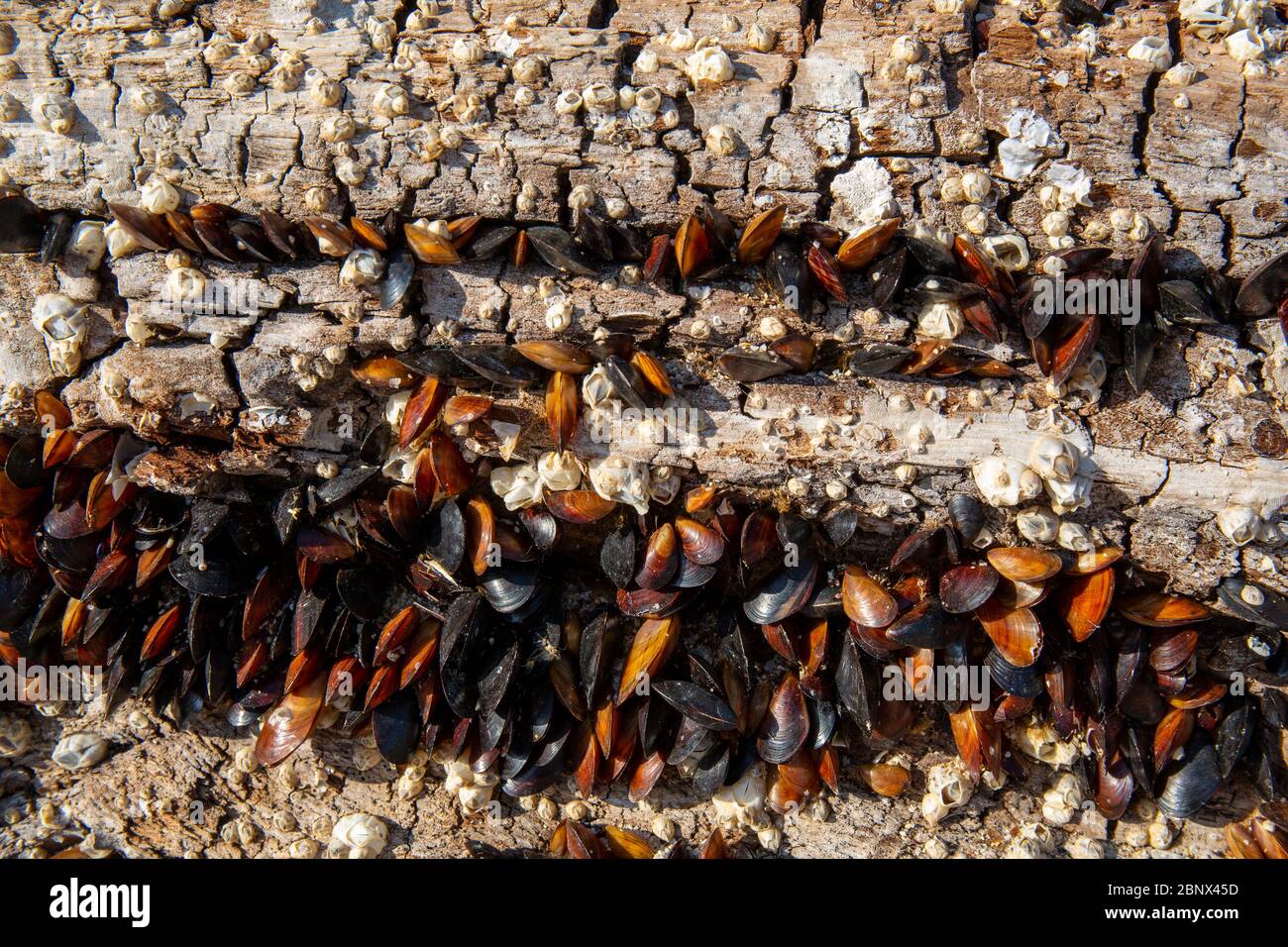 Mussels on the rocks by the sea. Stock Photo