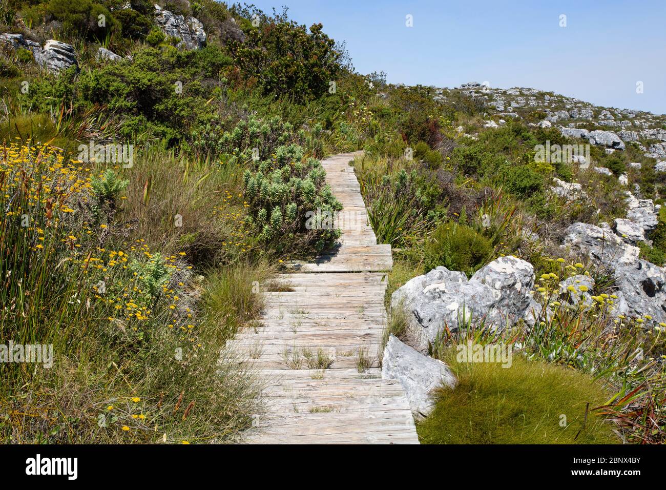 The Smuts Track  on the summit of Table Mountain, Cape Town Stock Photo