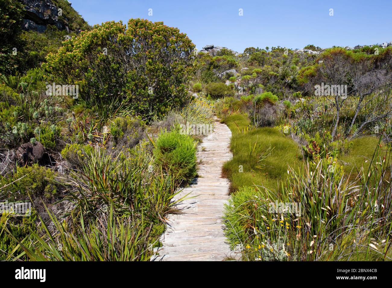 The Smuts Track  on the summit of Table Mountain, Cape Town Stock Photo