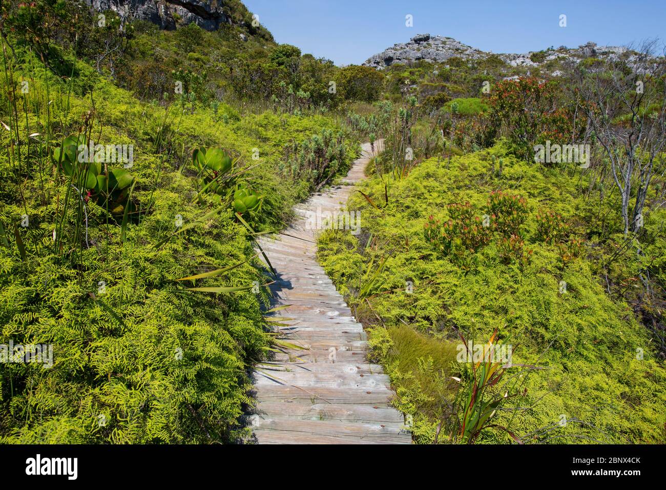 The Smuts Track  on the summit of Table Mountain, Cape Town Stock Photo