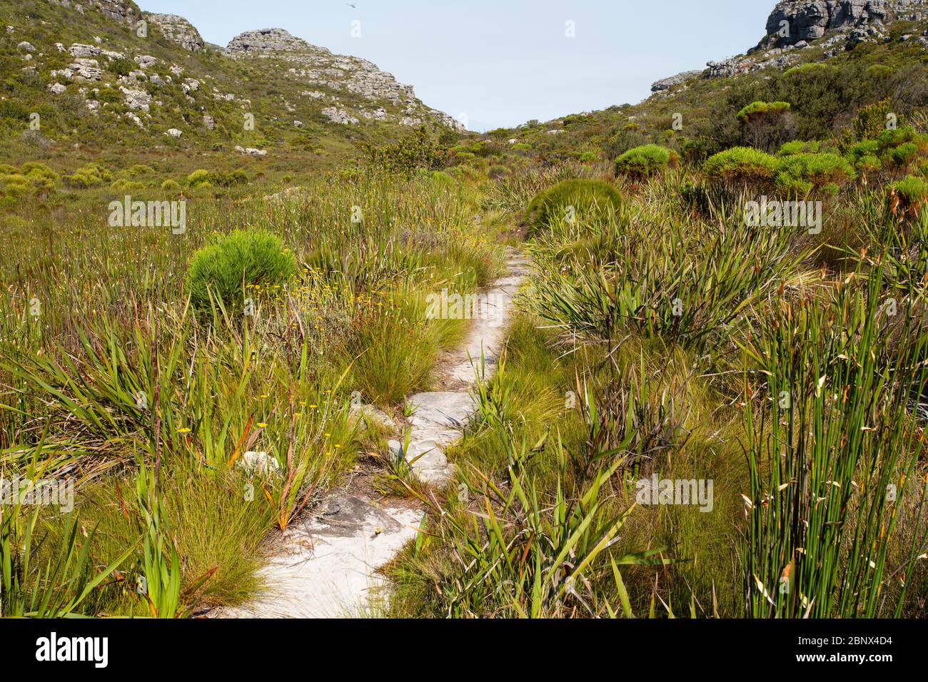 Echo Valley Hiking Trail Echo Valley Hiking Trail On The Summit Of Table Mountain, Cape Town Stock  Photo - Alamy