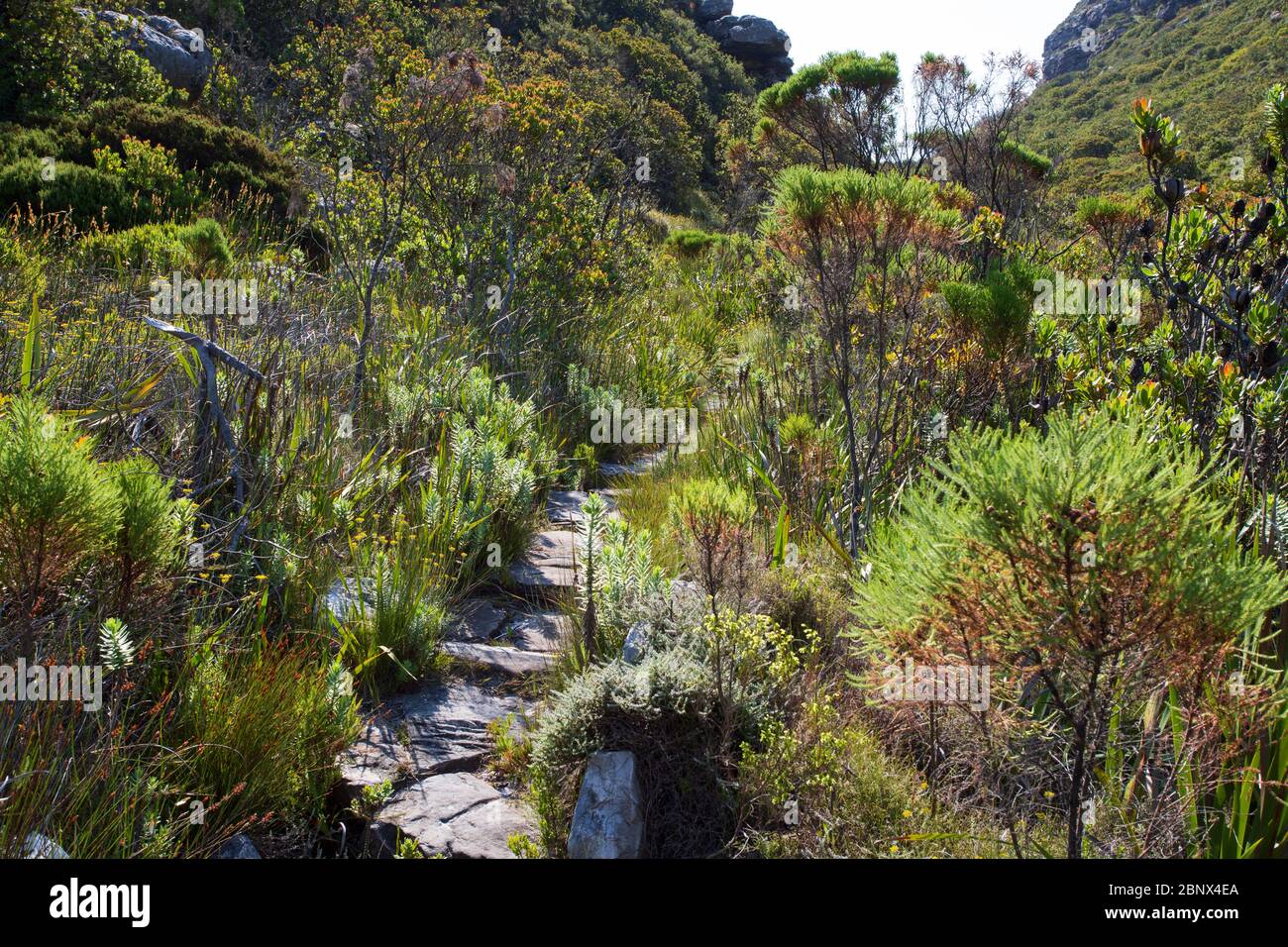 Echo Valley Hiking trail on the summit of Table Mountain, Cape Town Stock  Photo - Alamy