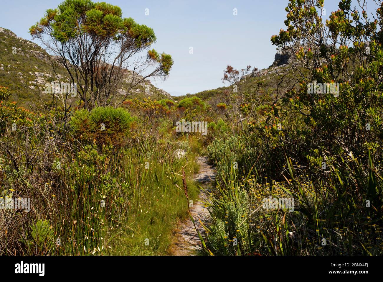 Echo Valley Hiking trail on the summit of Table Mountain, Cape Town Stock Photo
