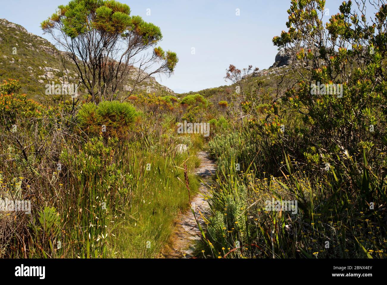 Echo Valley Hiking Trail Echo Valley Hiking Trail On The Summit Of Table Mountain, Cape Town Stock  Photo - Alamy