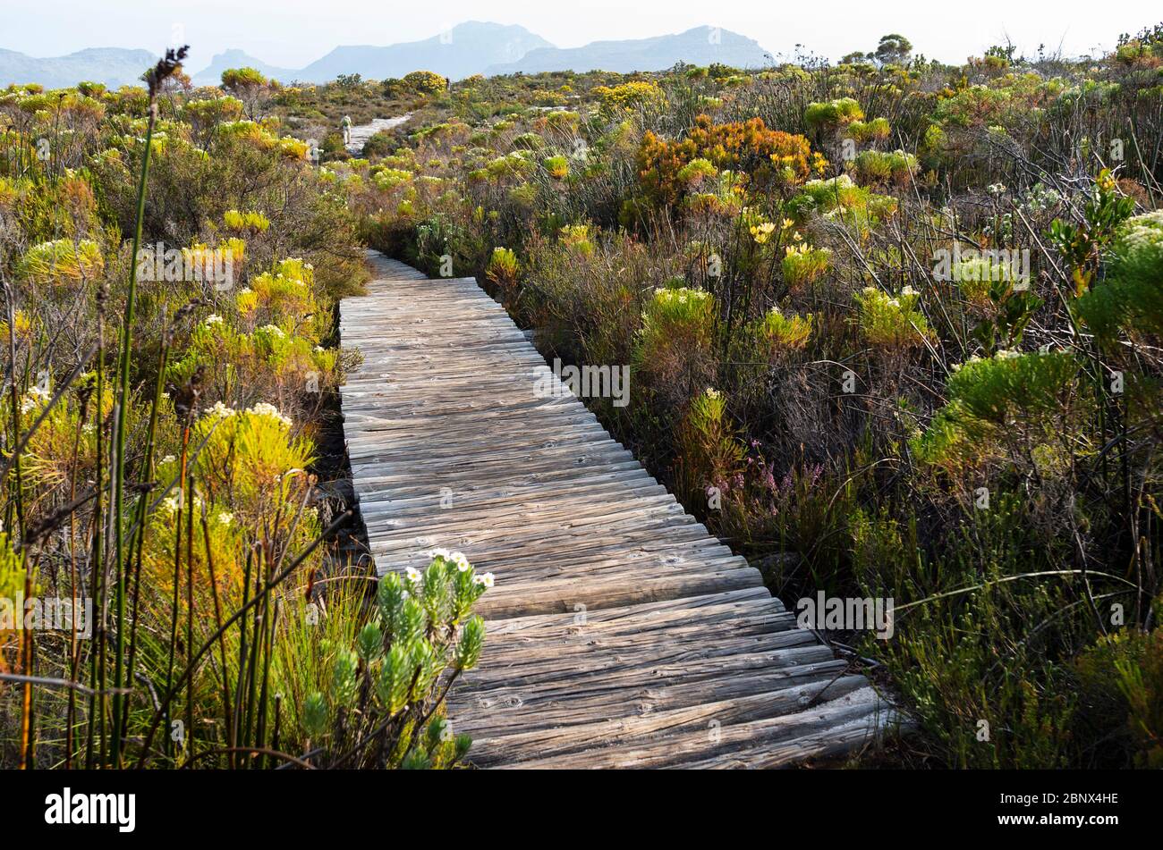 The Smuts Track on the summit of Table Mountain, Cape Town Stock Photo