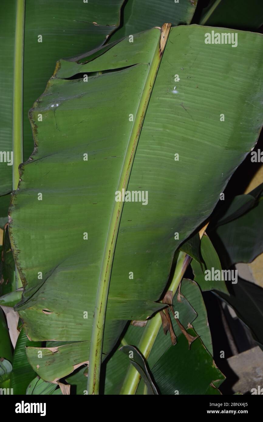 A bunch of bananas and green leaves on a banana tree Stock Photo