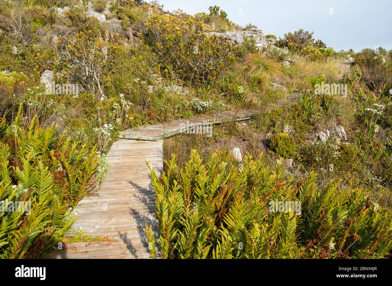 Hiking trails on the summit of Table Mountain, Cape Town Stock Photo