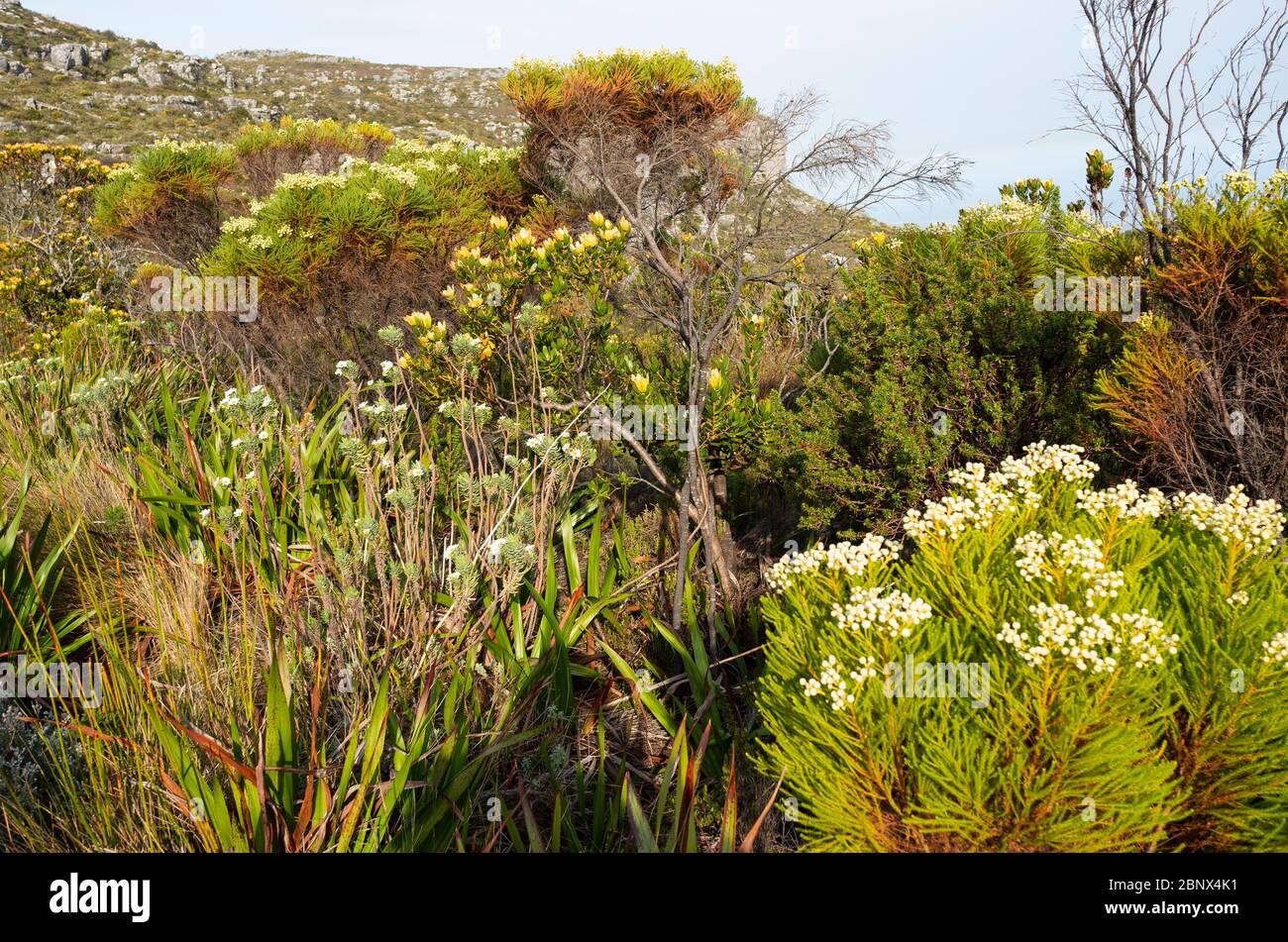 Hiking trails on the summit of Table Mountain, Cape Town Stock Photo