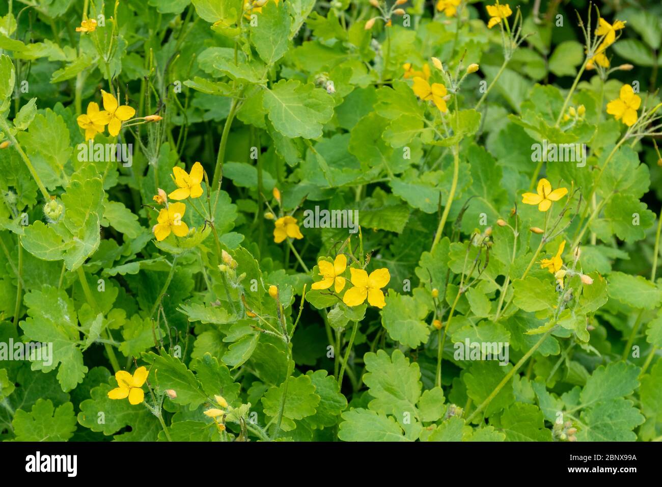 Greater celandine (also called celandine poppy, Chelidonium majus), a tall yellow wildflower or weed, during May, UK Stock Photo