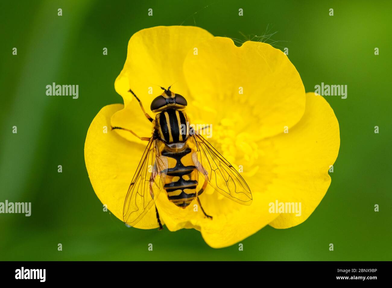 Hoverfly Helophilus pendulus, also called the footballer due to its stripey thorax, on a buttercup, UK, during May Stock Photo