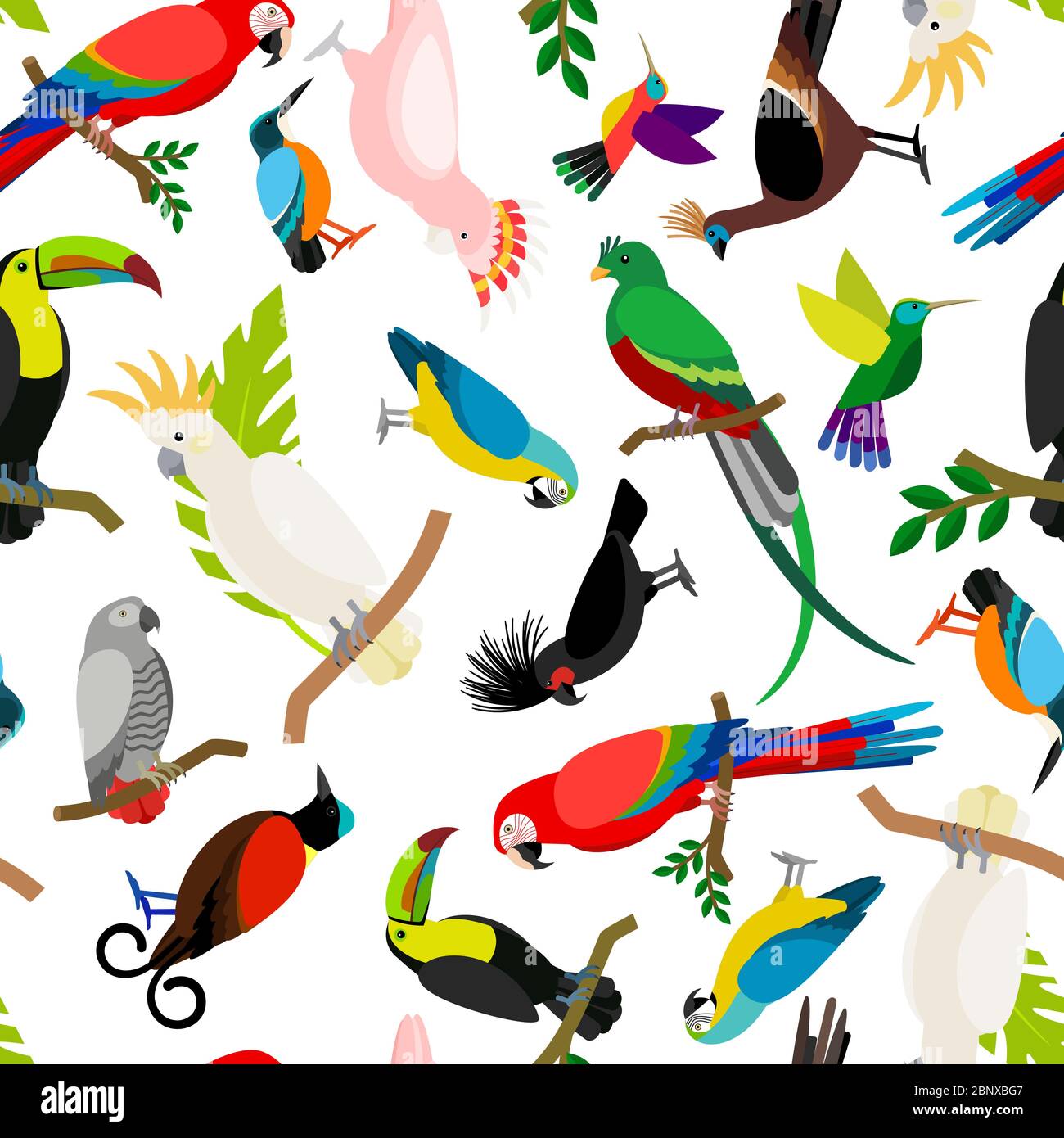 Parrots vector pattern. Colorful tropical birds on white background ...
