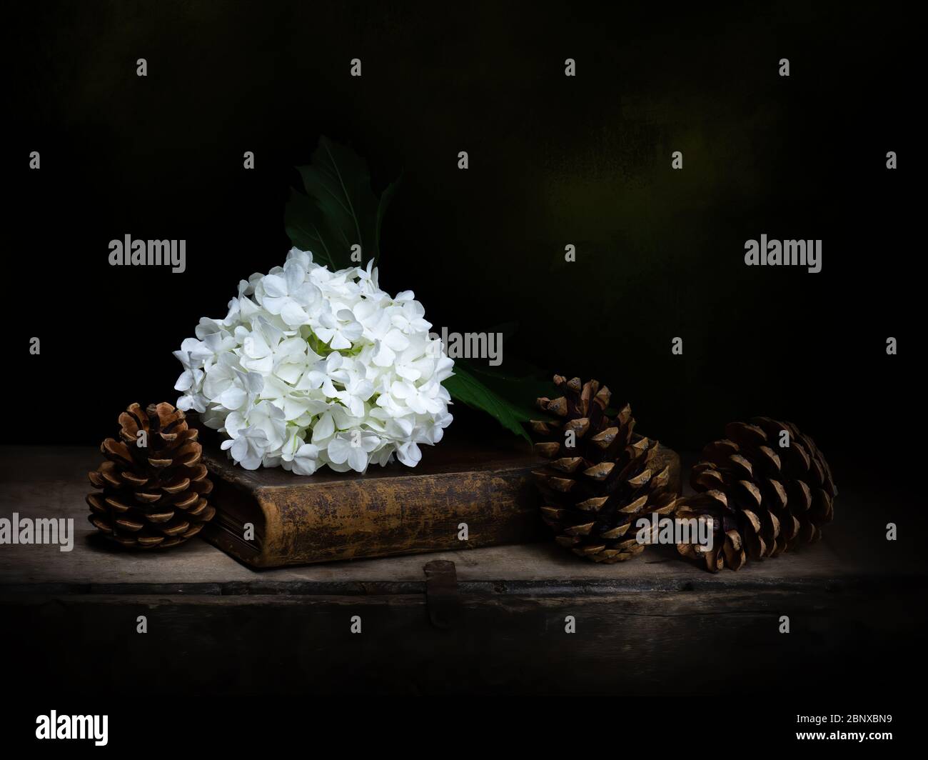 Viburnum opulus aka Snowball Tree, Guelder rose. Still life with book, pine cones. Concept, metaphor. Light painted, dark background. With copyspace Stock Photo