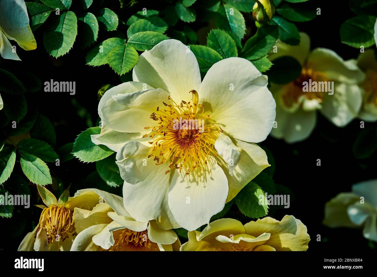 Closeup of bright yellow and orange dog roses (Rosa corymbifera) in