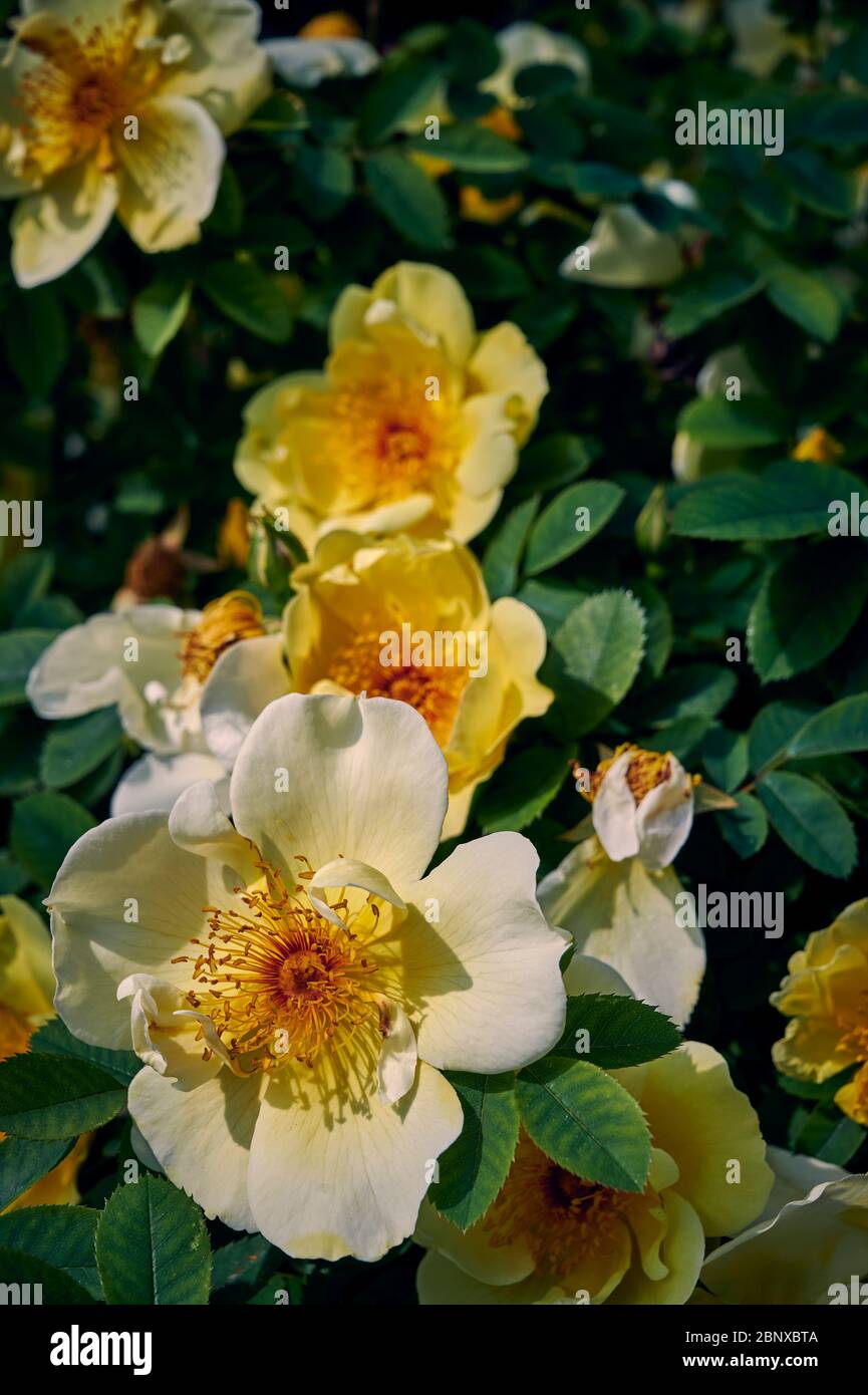 Closeup of bright yellow and orange dog roses (Rosa corymbifera) in